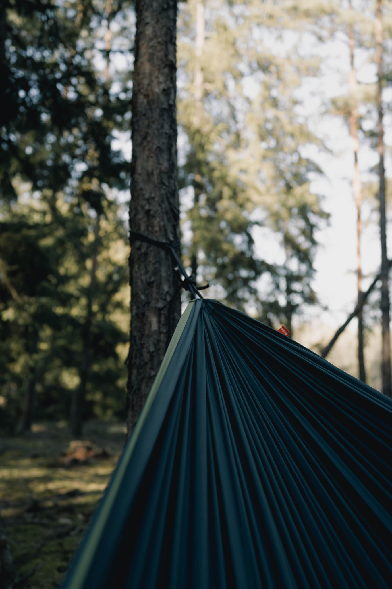 Hammock setup in a wooded outdoor area